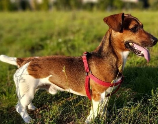 My Dog